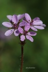 Gewöhnlicher Reiherschnabel (Erodium cicutarium)